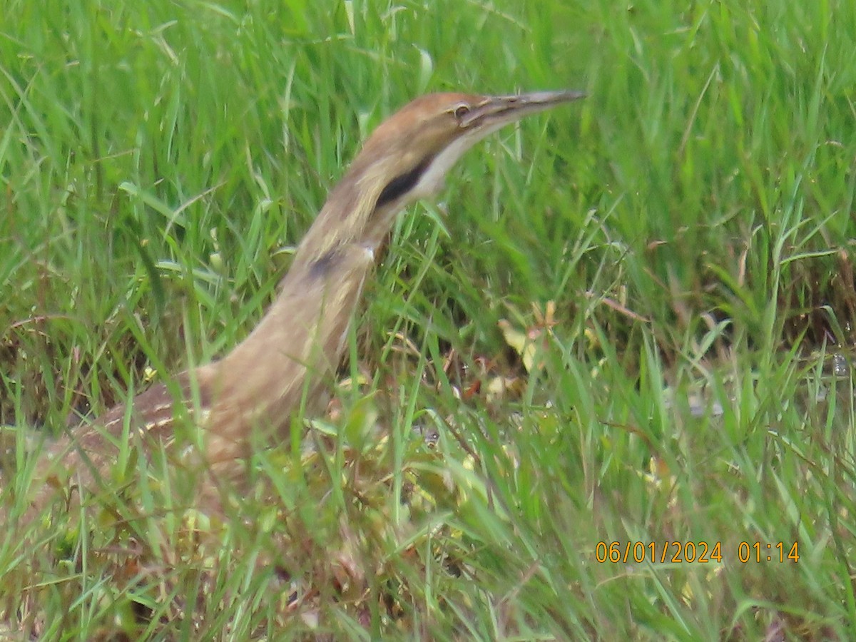 American Bittern - ML619968769