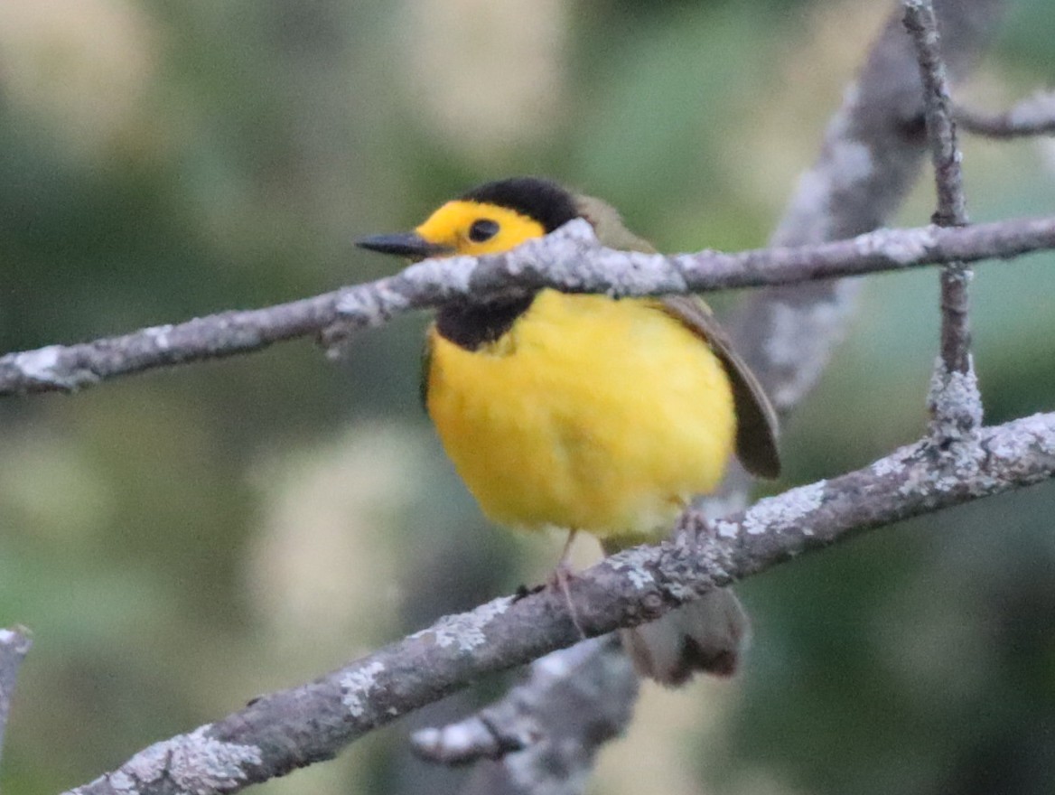 Hooded Warbler - ML619968788