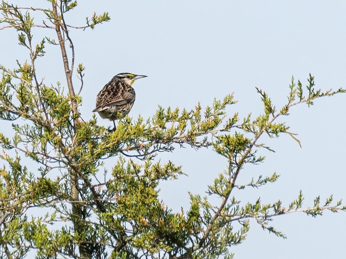 Eastern Meadowlark - ML619968789