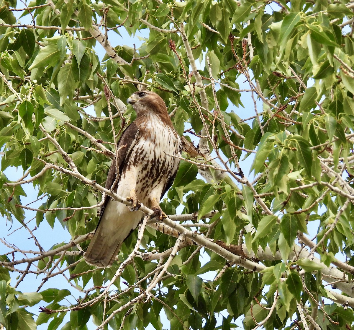 Red-tailed Hawk - ML619968791