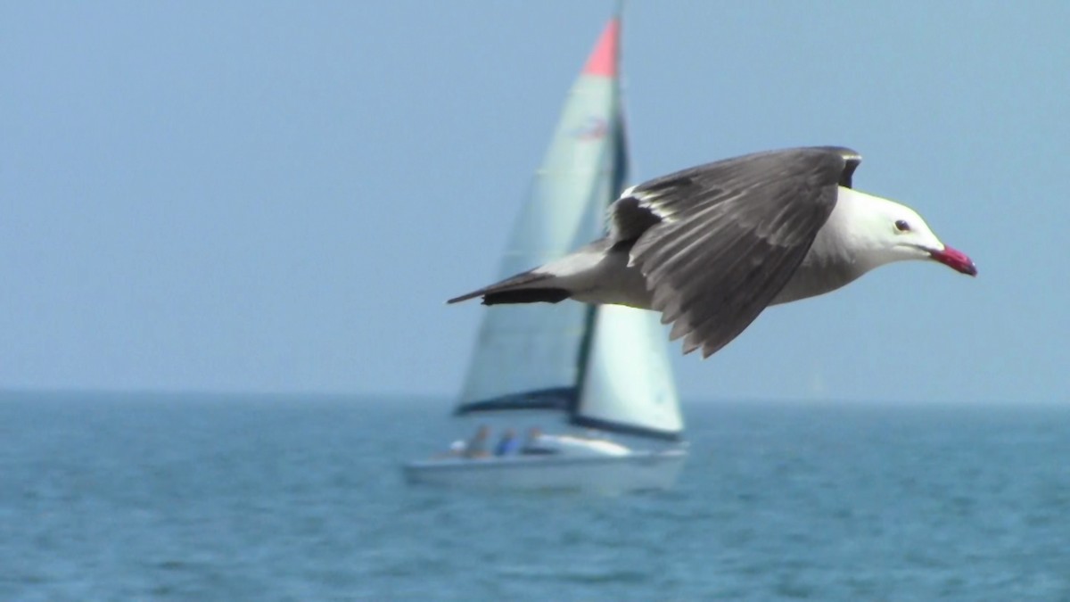 Heermann's Gull - Adrian Burke