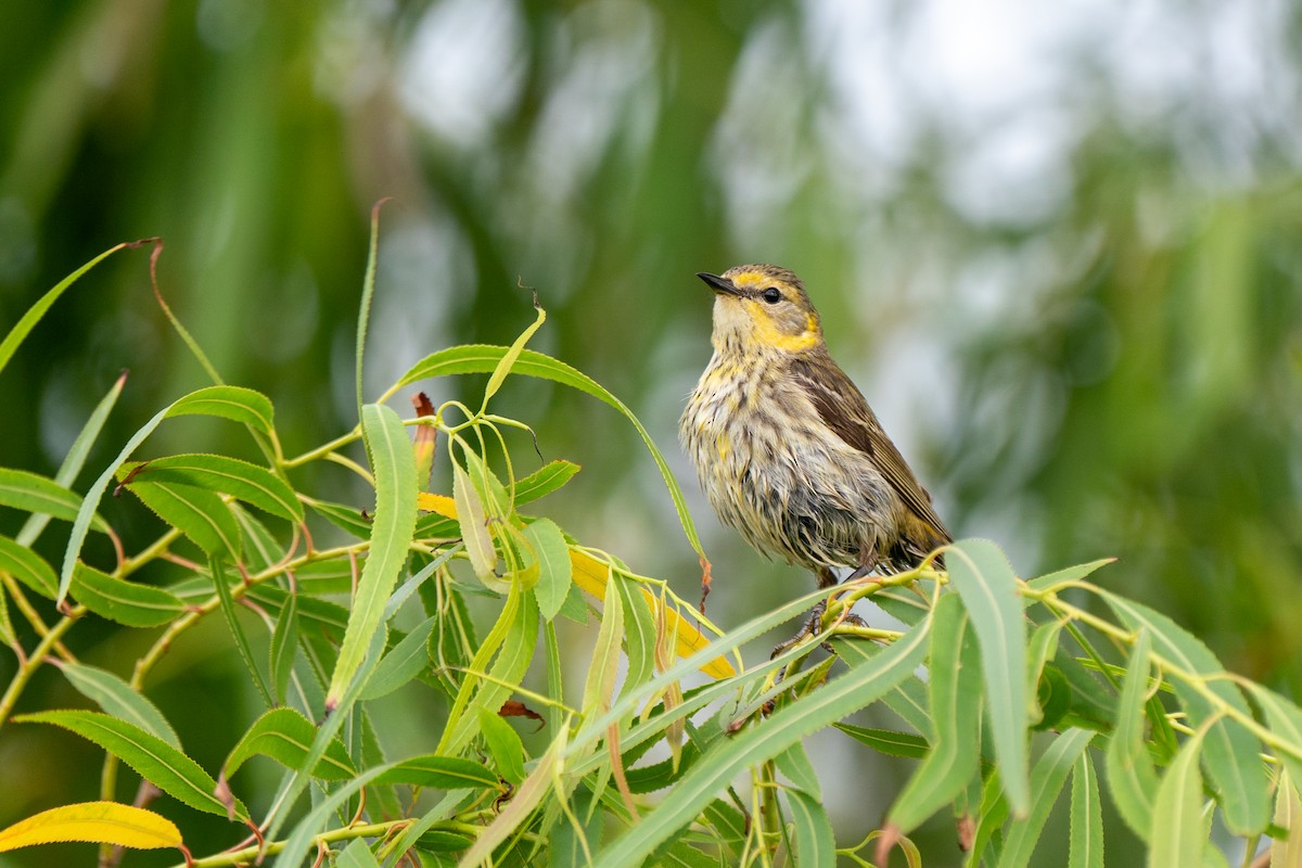 סבכון חום-לחי - ML619968824