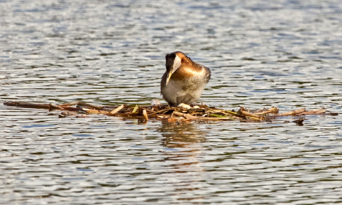 Red-necked Grebe - ML619968838