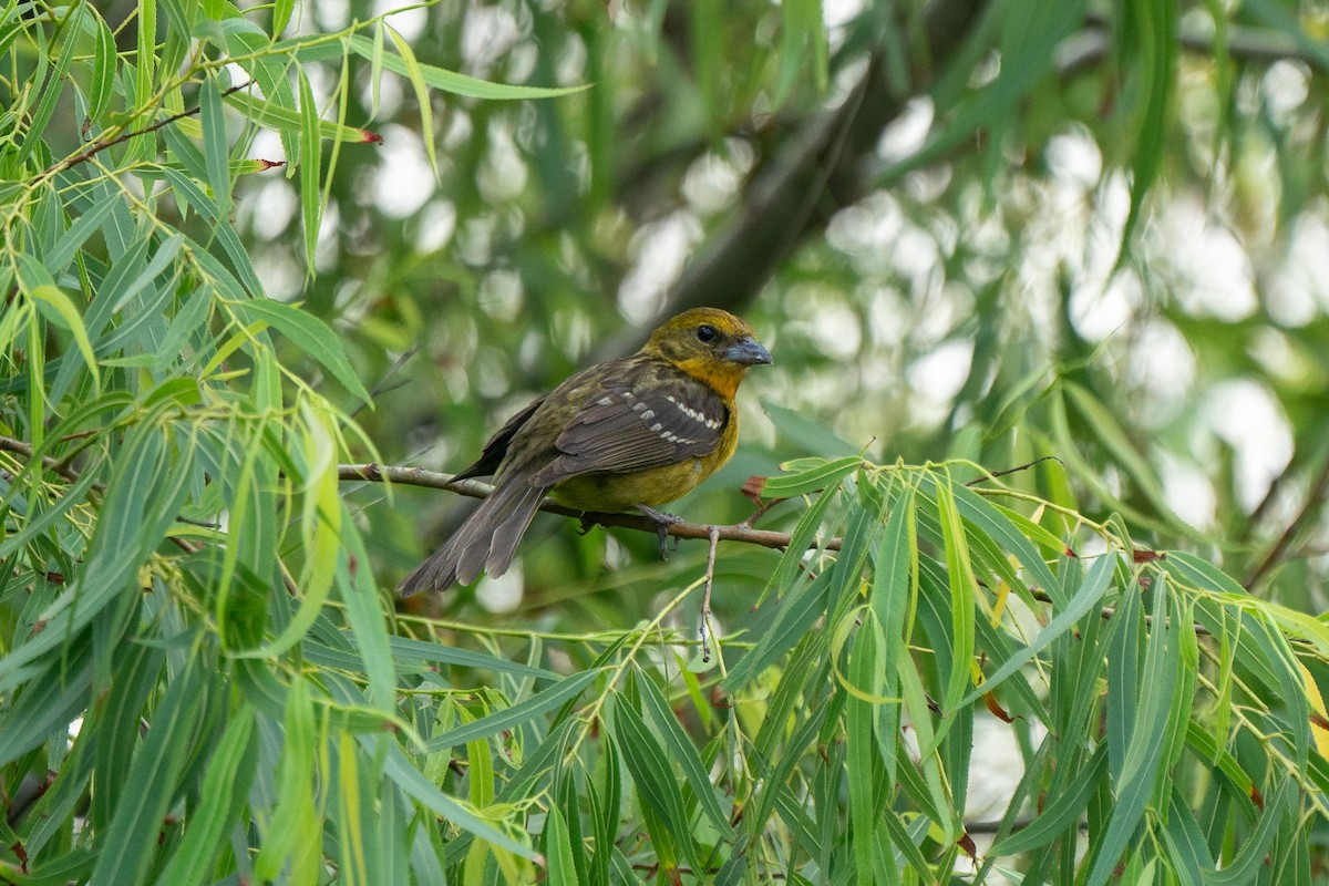 Flame-colored Tanager - ML619968841