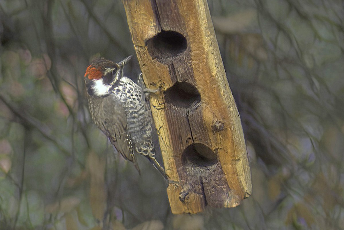 Arizona Woodpecker - ML619968846