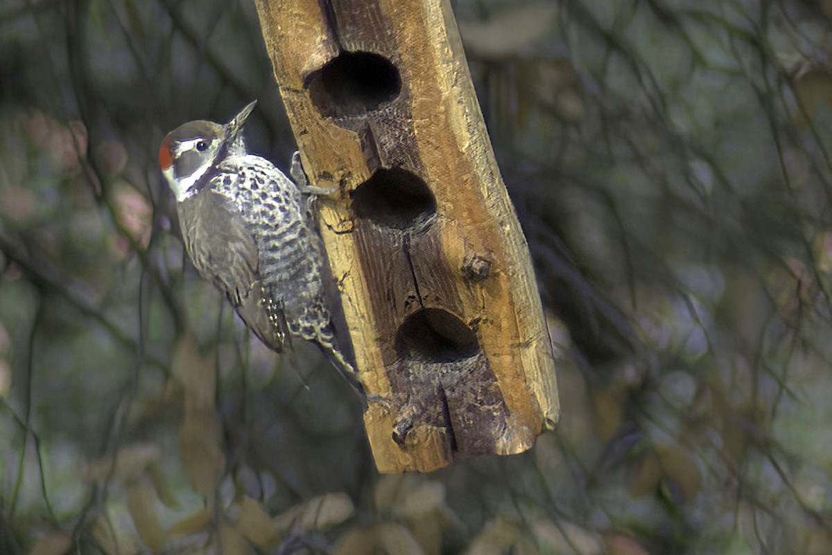 Arizona Woodpecker - ML619968847