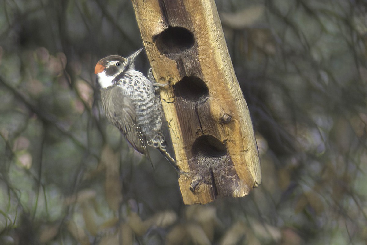 Arizona Woodpecker - ML619968848