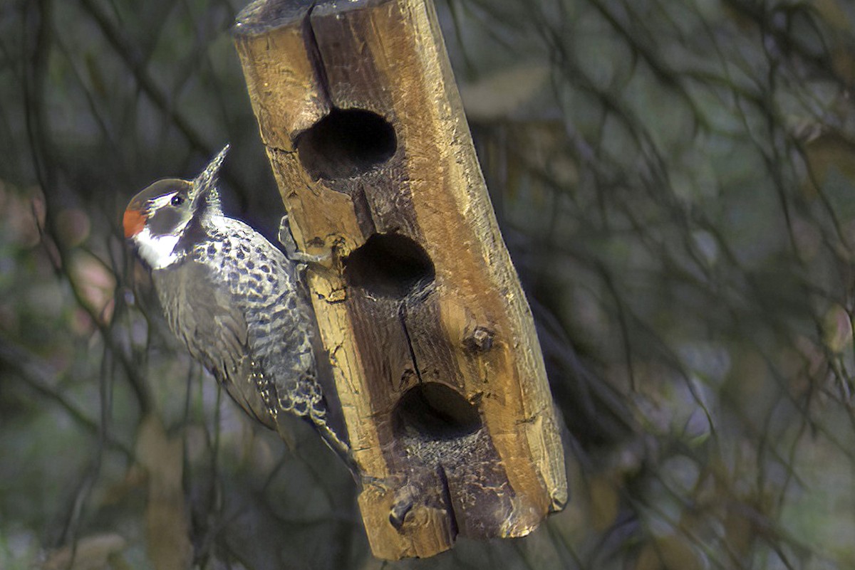 Arizona Woodpecker - ML619968850