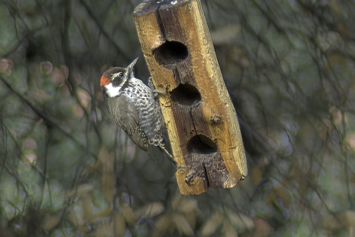 Arizona Woodpecker - ML619968851