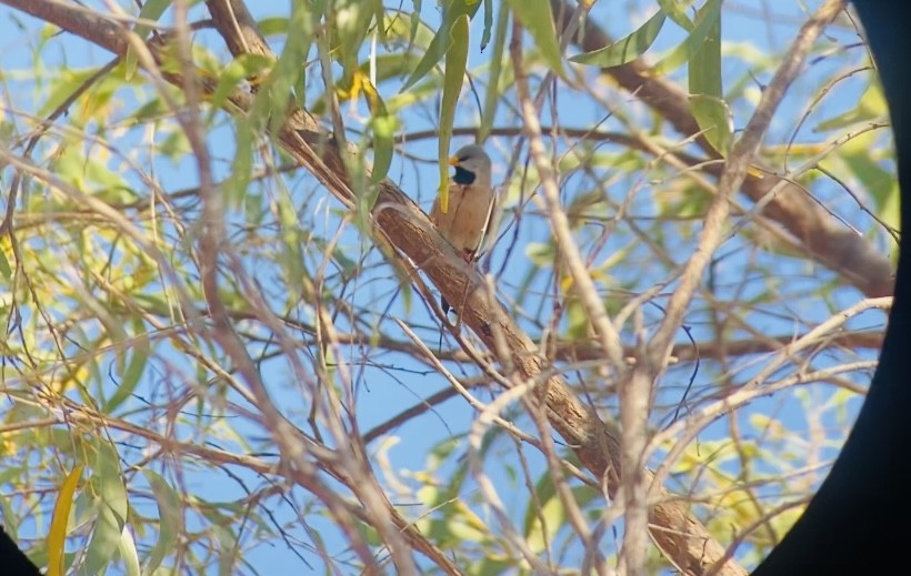 Long-tailed Finch - ML619968854