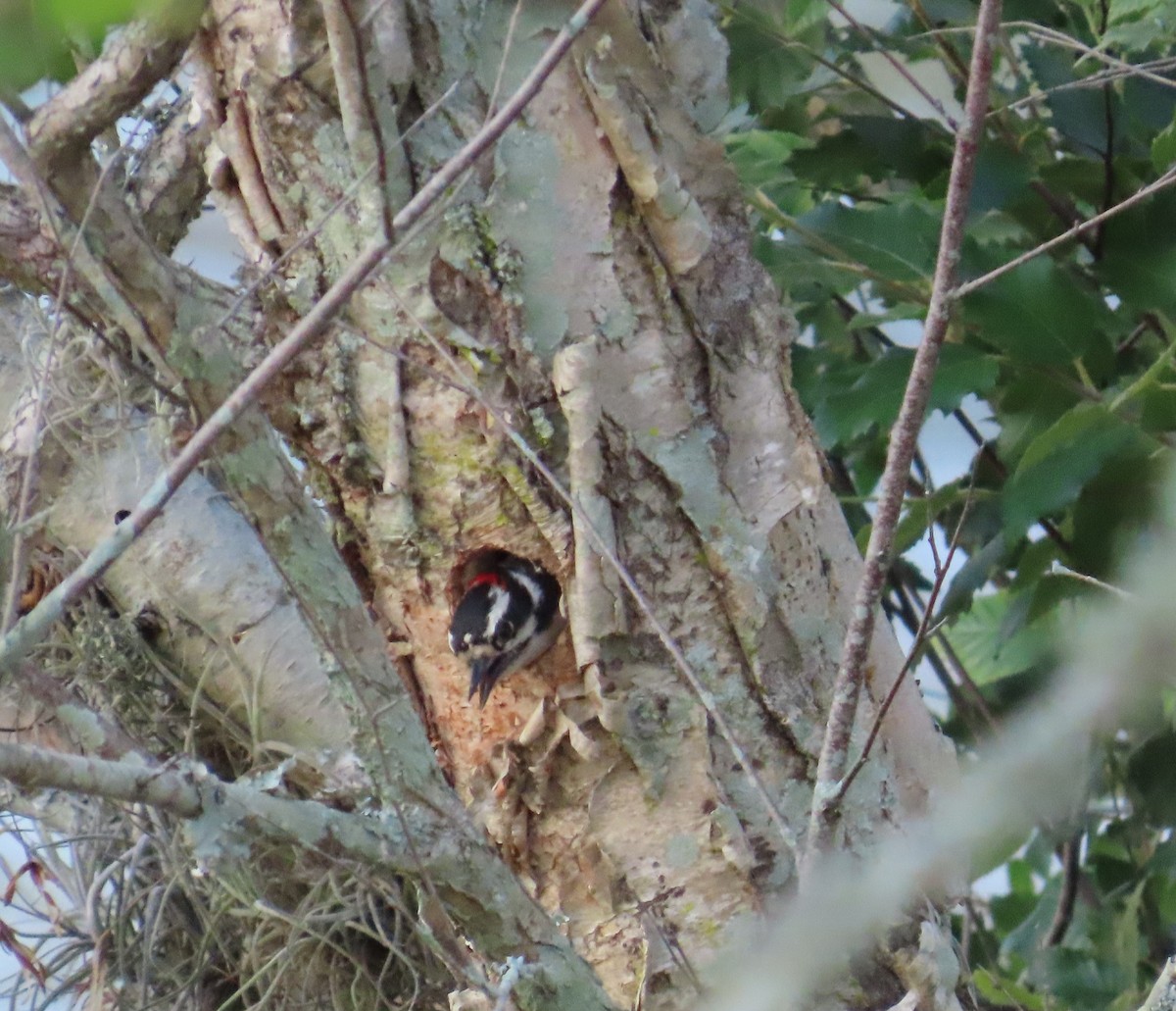 Downy Woodpecker - ML619968857