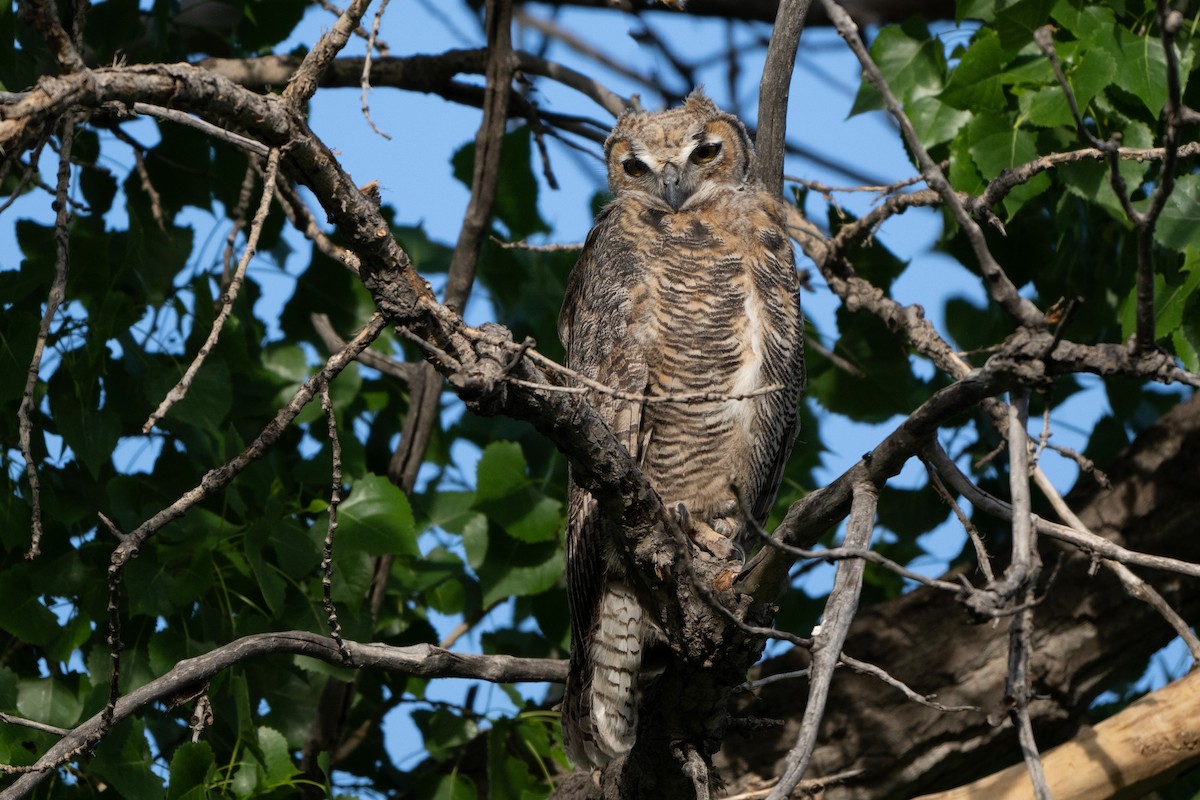 Great Horned Owl - ML619968860