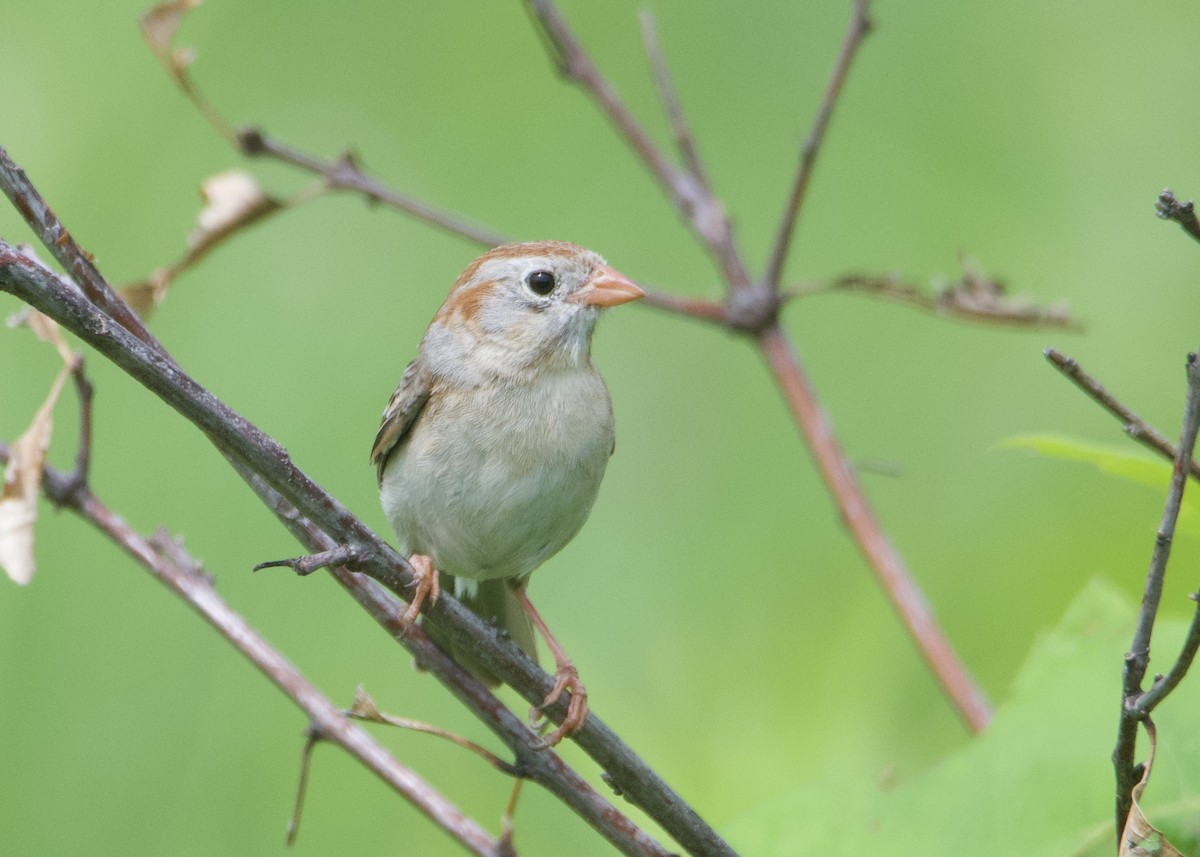 Field Sparrow - ML619968871