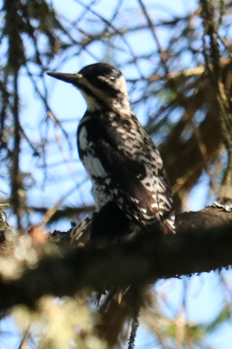 Yellow-bellied Sapsucker - ML619968886