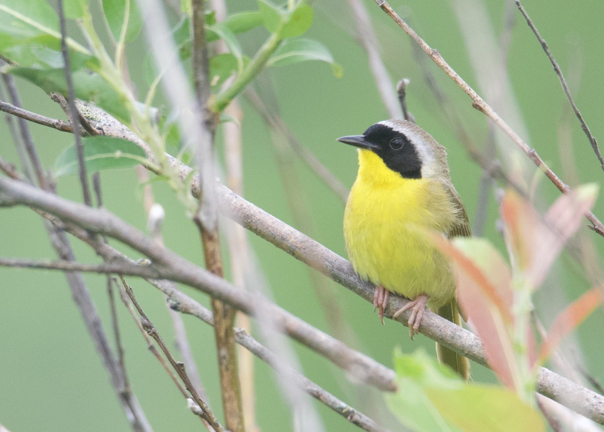 Common Yellowthroat - ML619968890