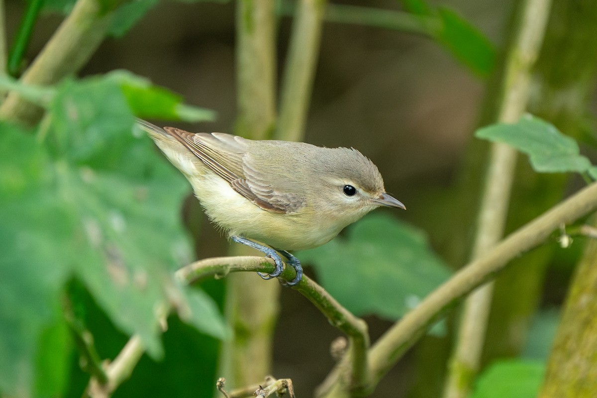 Eastern Warbling Vireo - ML619968894