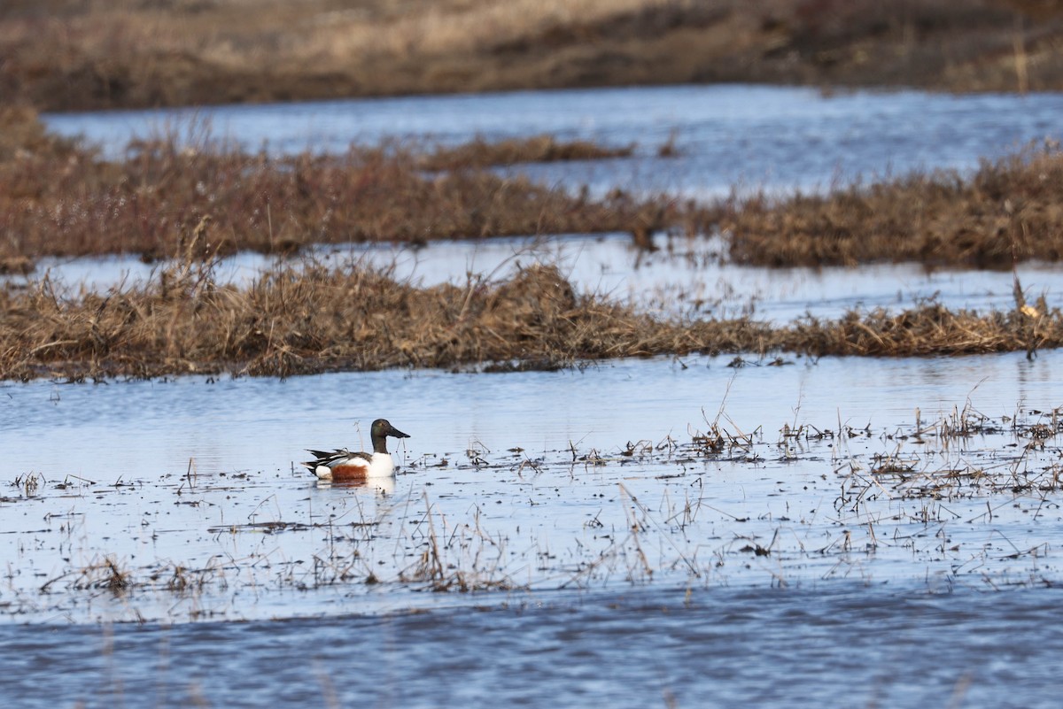 Northern Shoveler - ML619968901