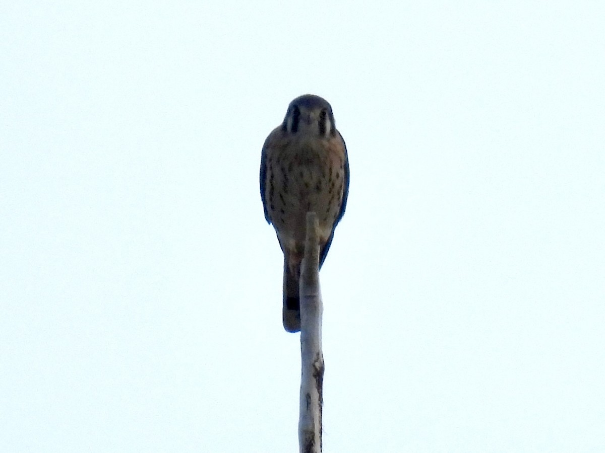 American Kestrel - ML619968912