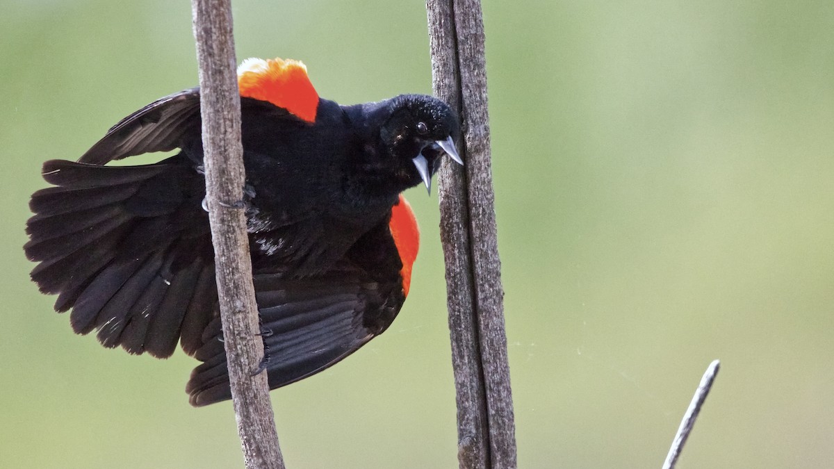 Red-winged Blackbird (Red-winged) - ML619968923