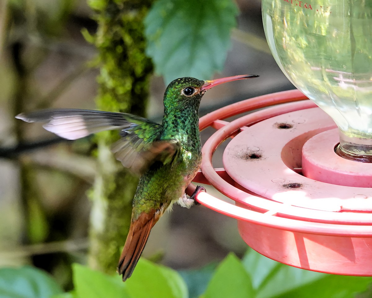 Rufous-tailed Hummingbird - ML619968930