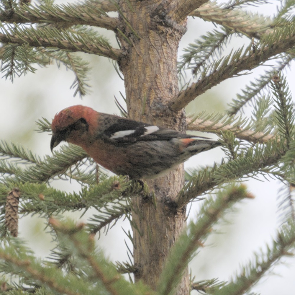 White-winged Crossbill (leucoptera) - ML619968943