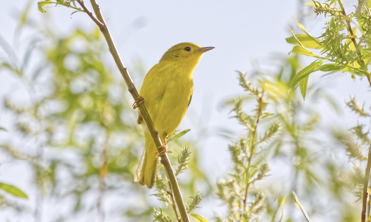Yellow Warbler (Northern) - ML619968944