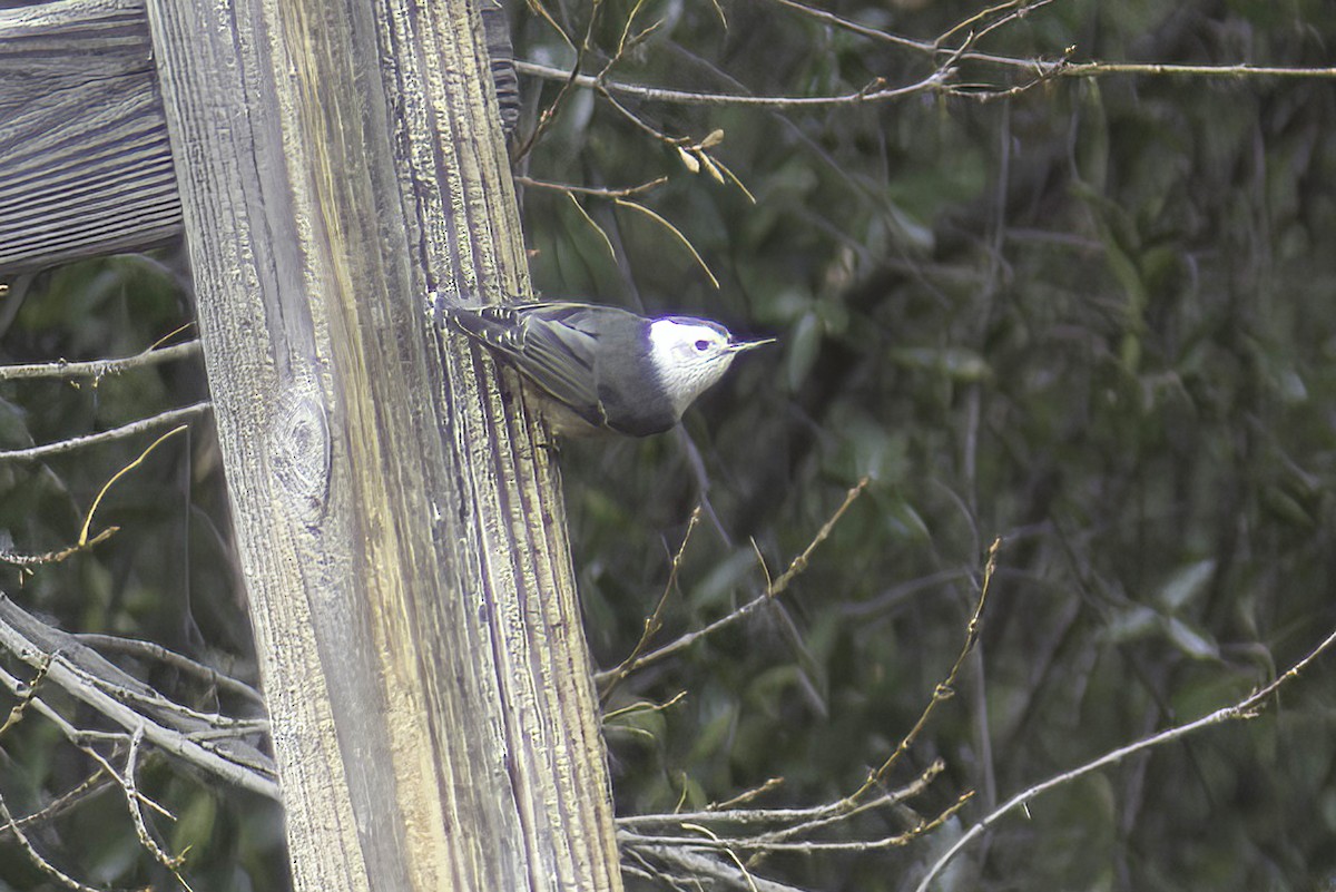 White-breasted Nuthatch - ML619968946