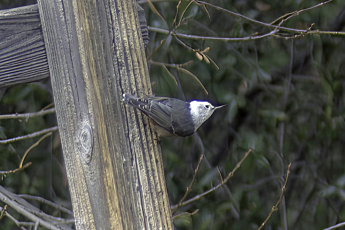 White-breasted Nuthatch - ML619968948