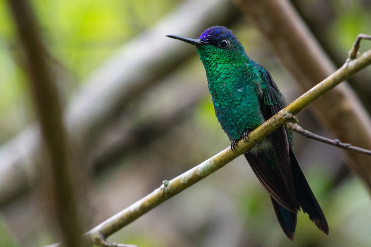 Violet-capped Woodnymph - ML619968950