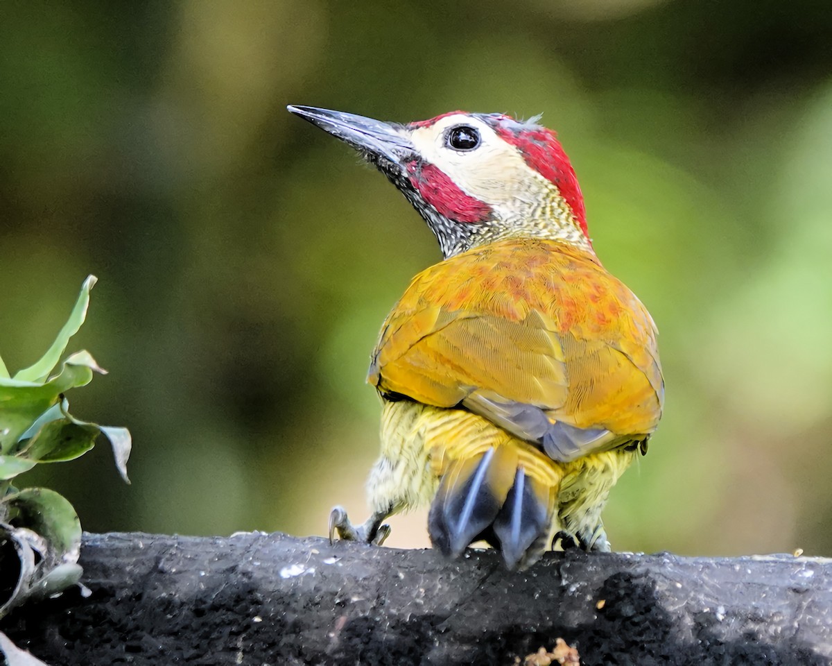 Golden-olive Woodpecker - ML619968951
