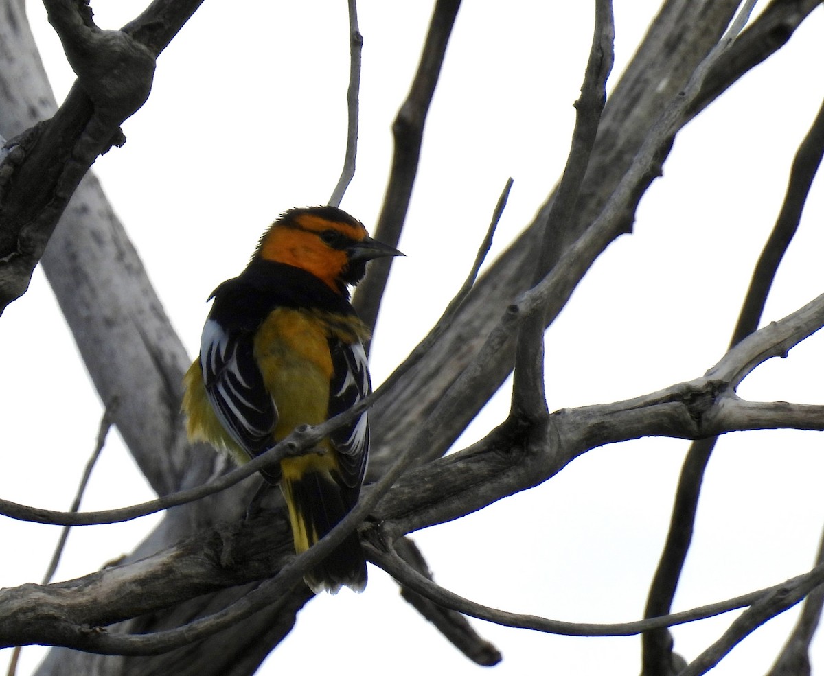 Bullock's Oriole - ML619968953