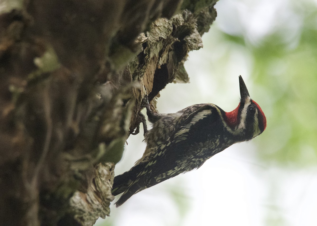 Yellow-bellied Sapsucker - ML619968954