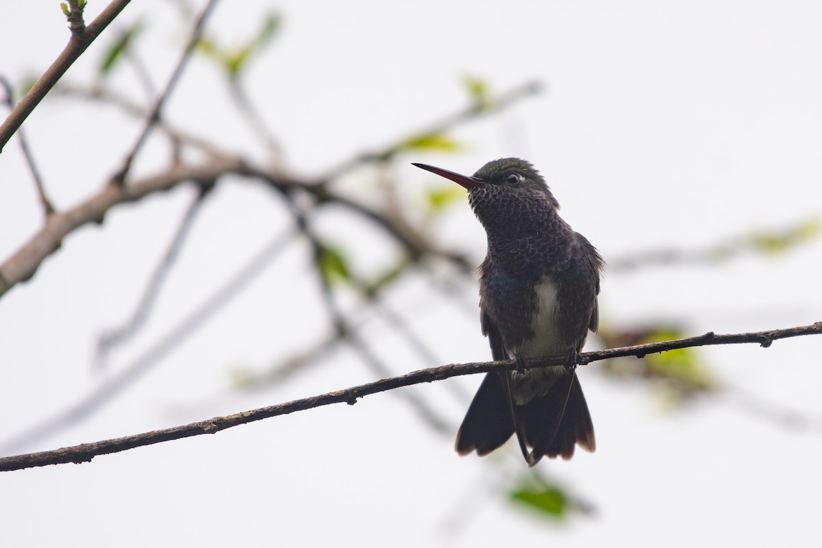 kolibřík safírový (ssp. lactea/zimmeri) - ML619968955