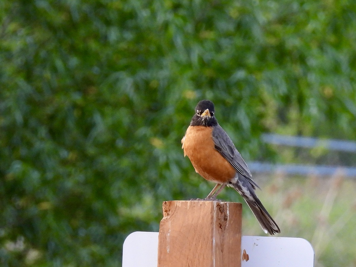 American Robin - ML619968962