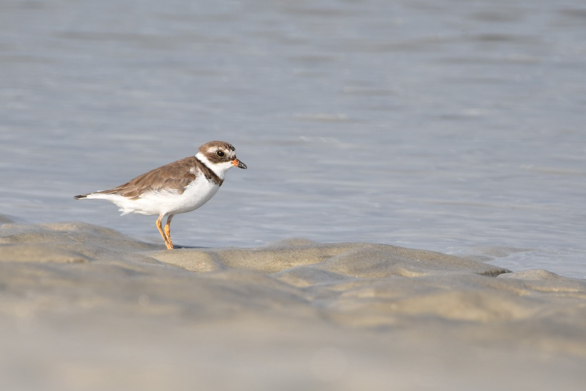 Semipalmated Plover - ML619968963