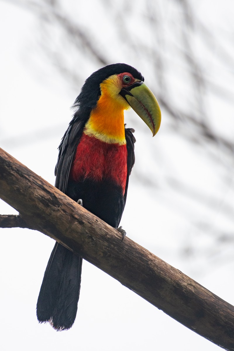 Red-breasted Toucan - ML619968965