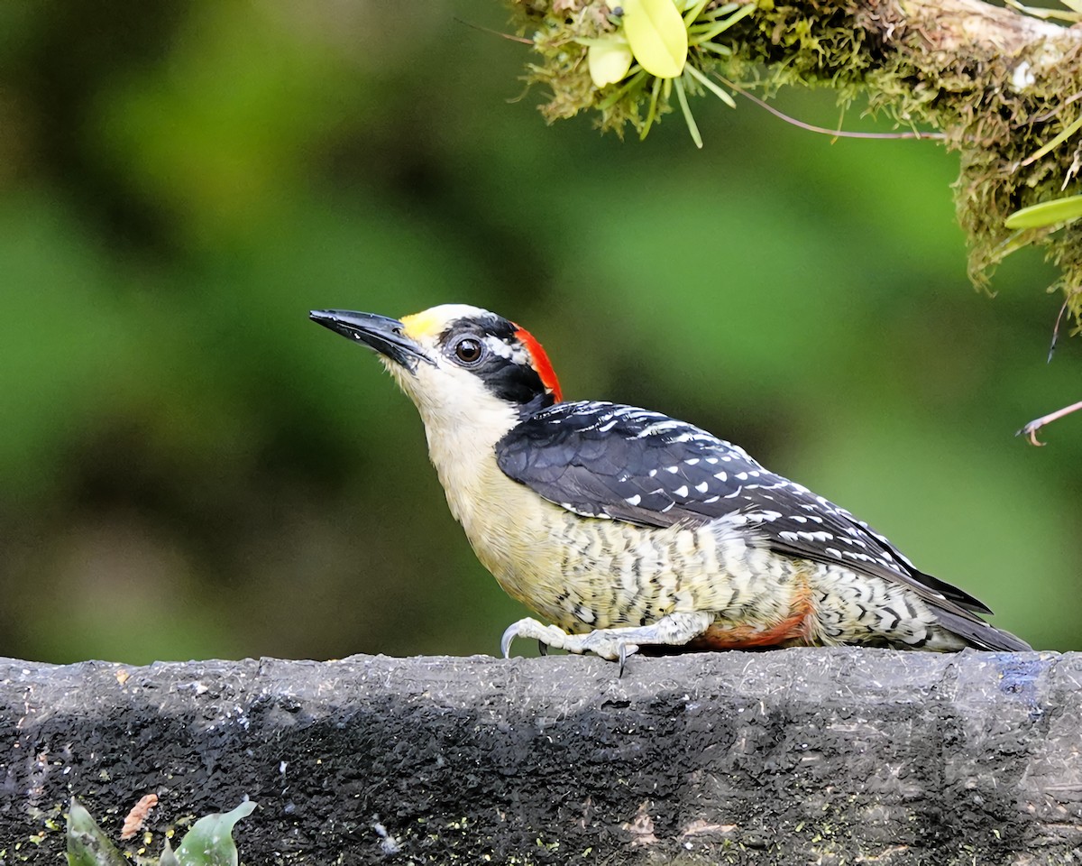 Black-cheeked Woodpecker - ML619968969