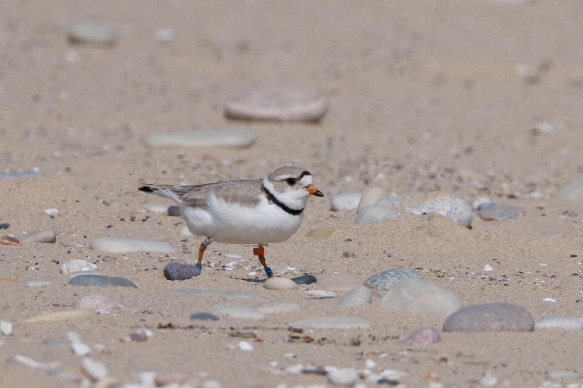 Piping Plover - ML619968987