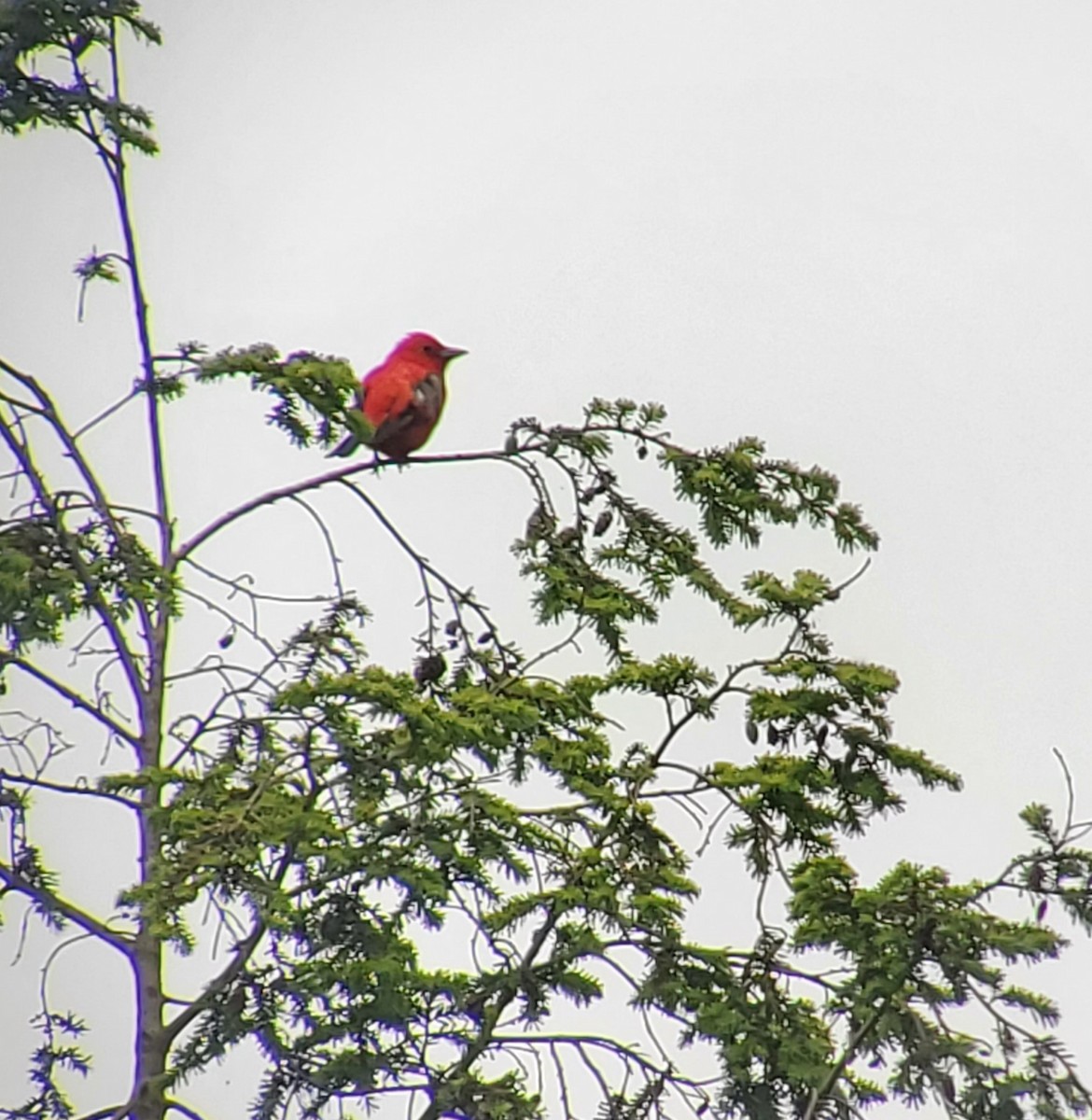 Scarlet Tanager - ML619968991