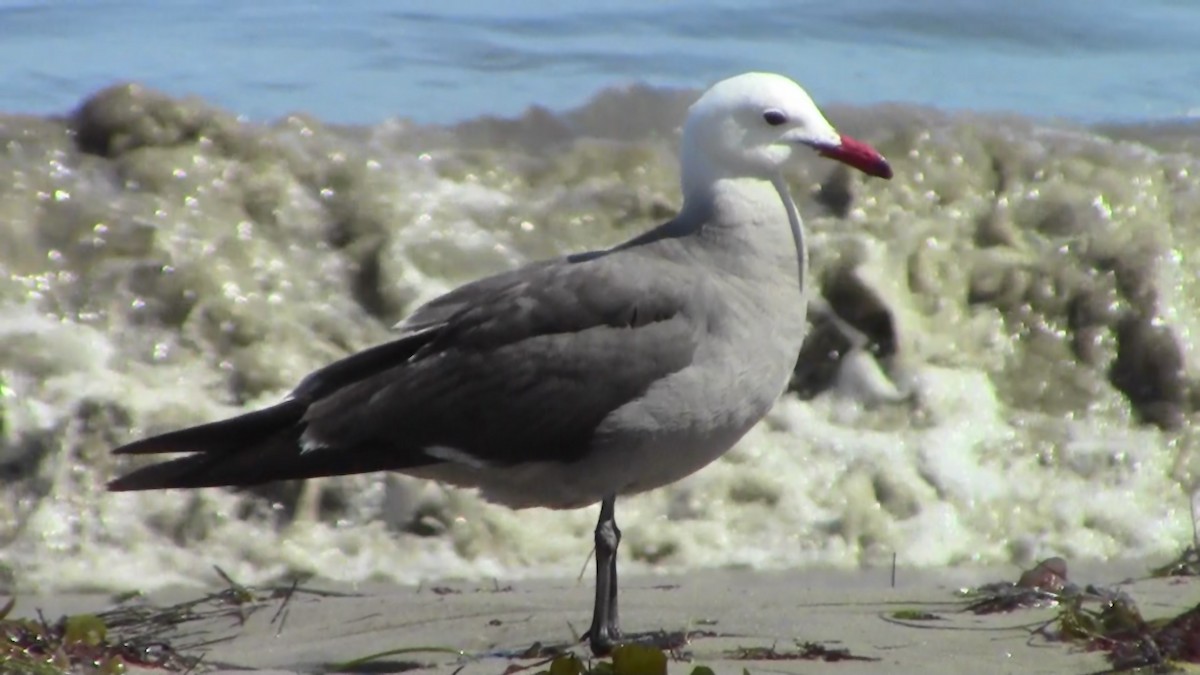 Heermann's Gull - Adrian Burke