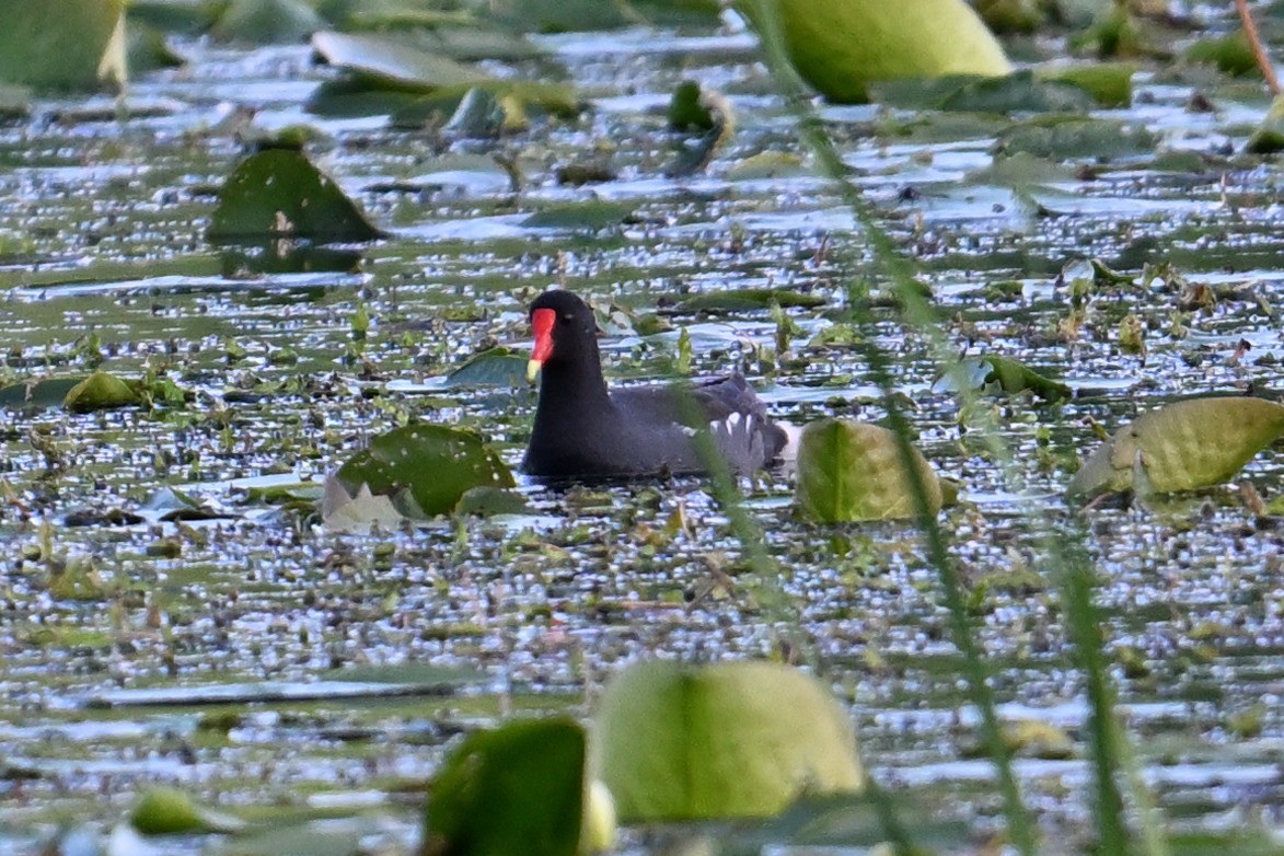 Gallinule d'Amérique - ML619969014