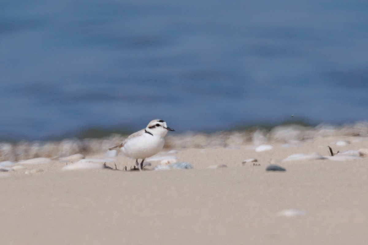 Snowy Plover - ML619969025