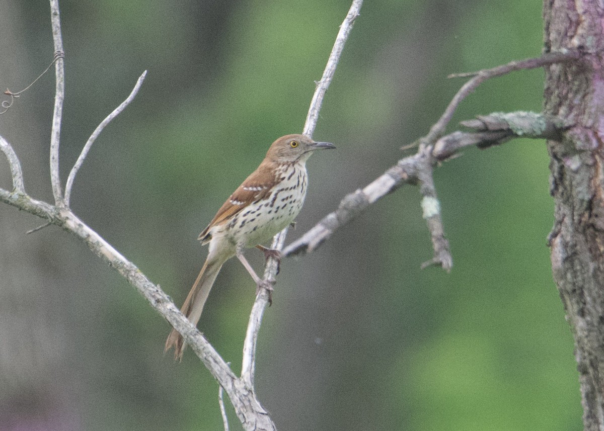 Brown Thrasher - ML619969031