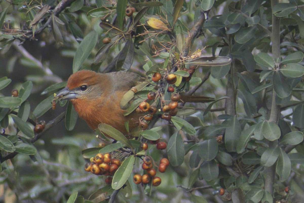 Hepatic Tanager - ML619969053