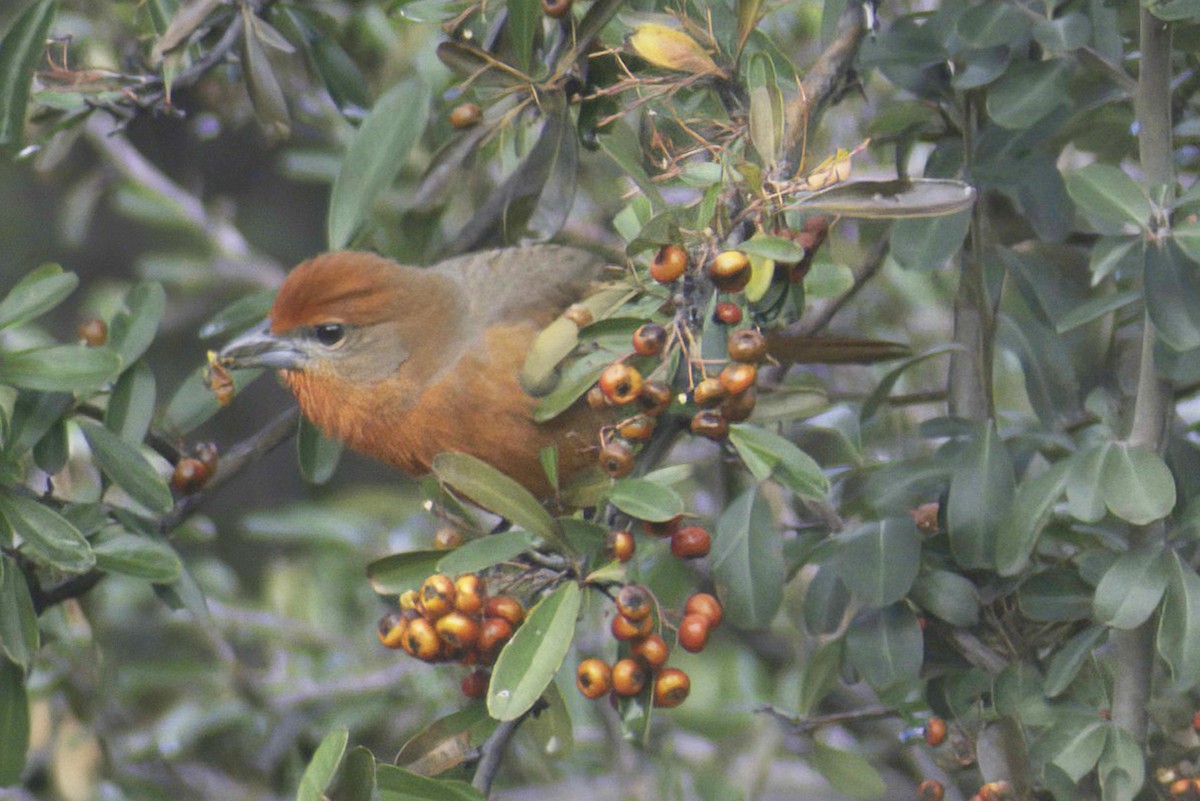 Hepatic Tanager - ML619969056