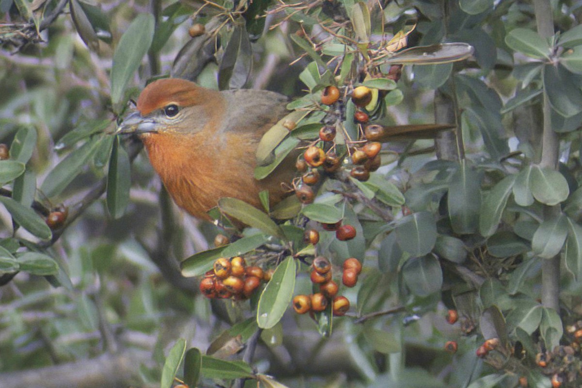 Hepatic Tanager - ML619969058