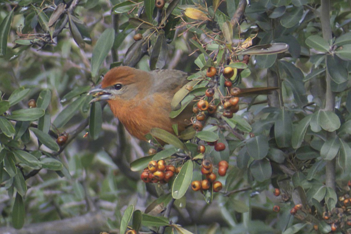 Hepatic Tanager - ML619969059