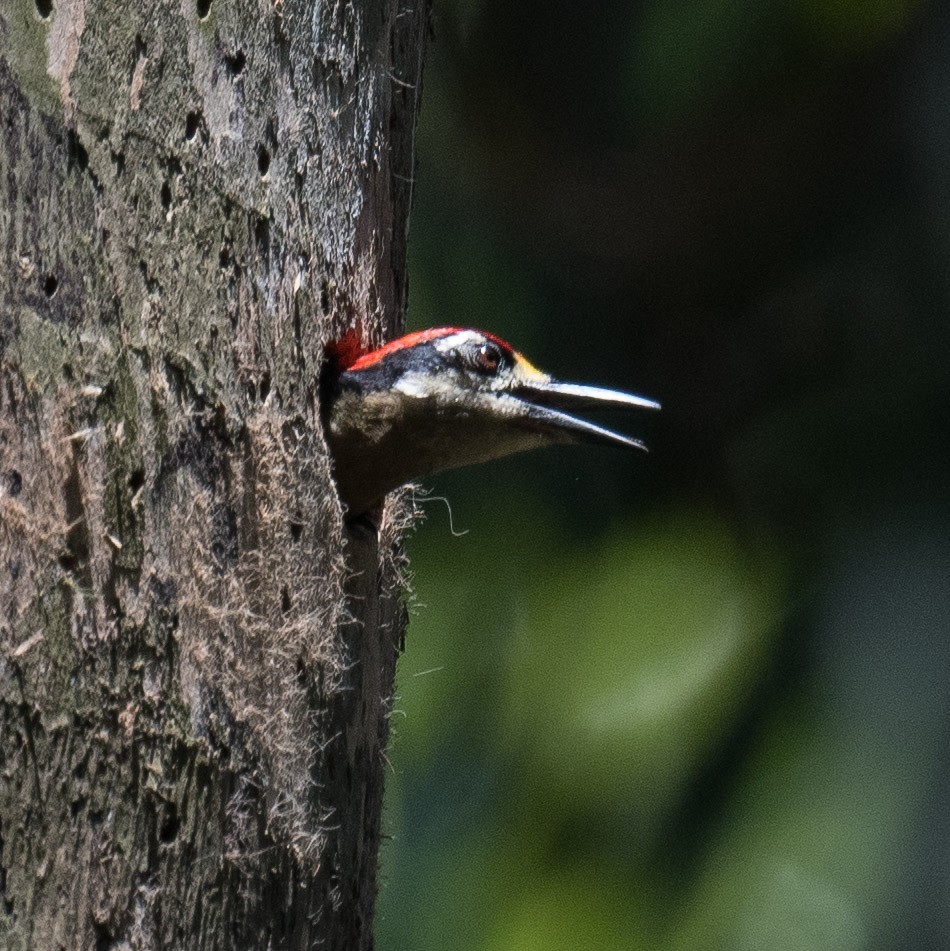 Black-cheeked Woodpecker - ML619969075