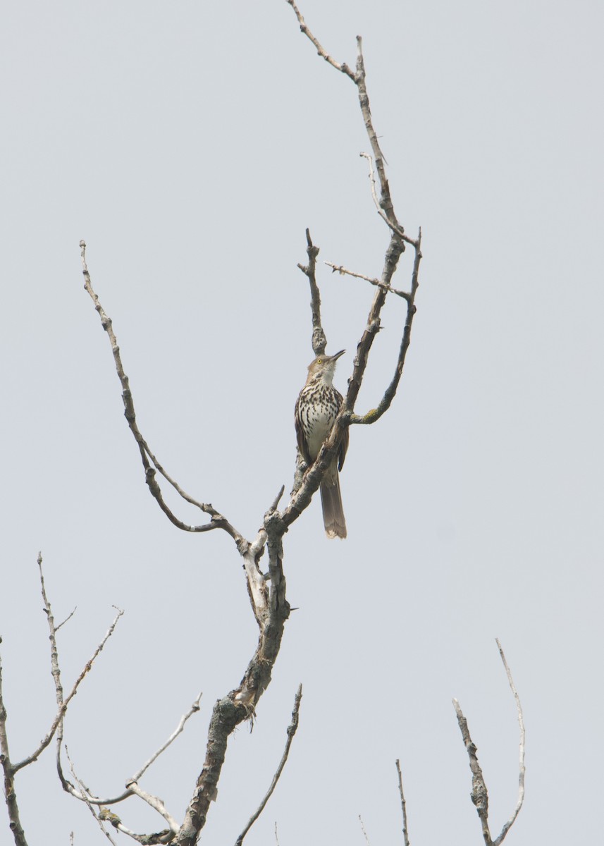 Brown Thrasher - Kanayo Rolle