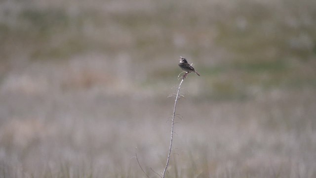 Grasshopper Sparrow - ML619969094